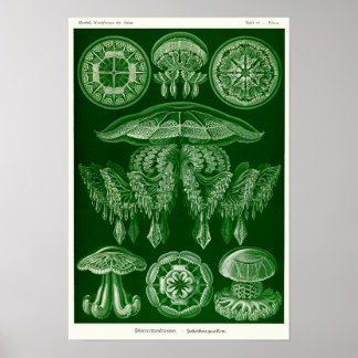 Plate 88. Discomedusae. Poster