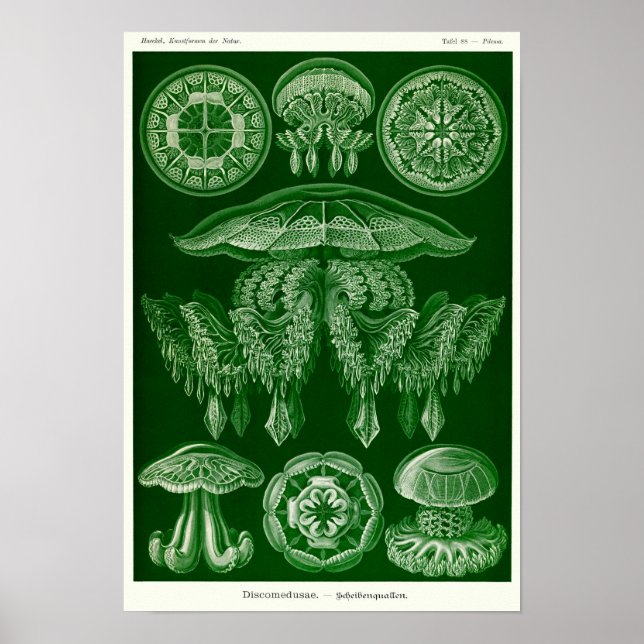 Plate 88. Discomedusae. Poster (Framsidan)