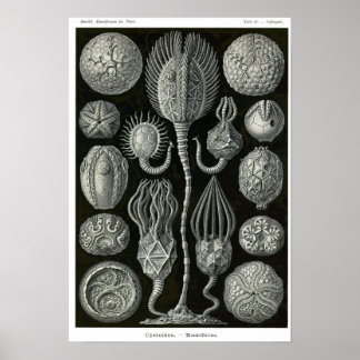 Plate 90. Cystoidé. Poster