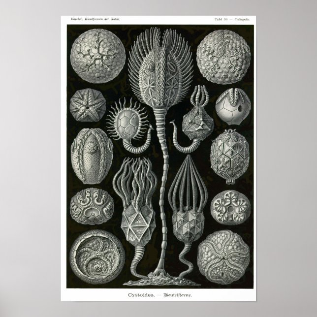 Plate 90. Cystoidé. Poster (Framsidan)