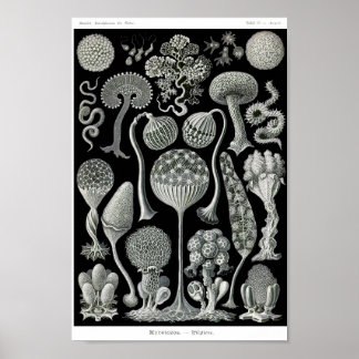 Plate 93. Mycetozoa. Poster