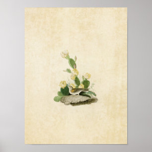 Plate 94 Gräsfink eller Bay-Winged Bunting Poster