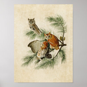Plate 97 Little Screech Uggla Amerikanska fåg Poster