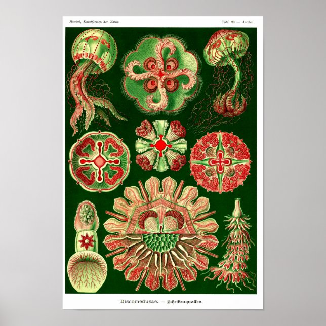 Plate 98. Discomedusae. Poster (Framsidan)
