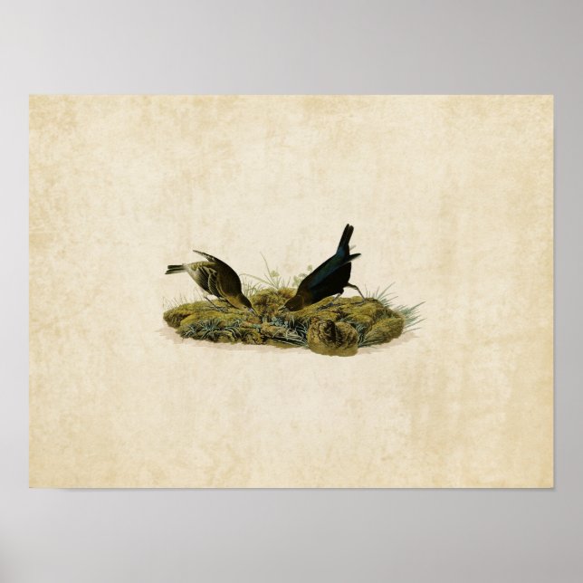 Plate 99 | Kow-Pen Bird | Amerikanska fåglar Poster (Framsidan)