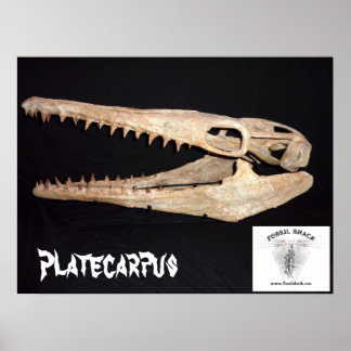 Platecarpus Mosasaur Skull Poster