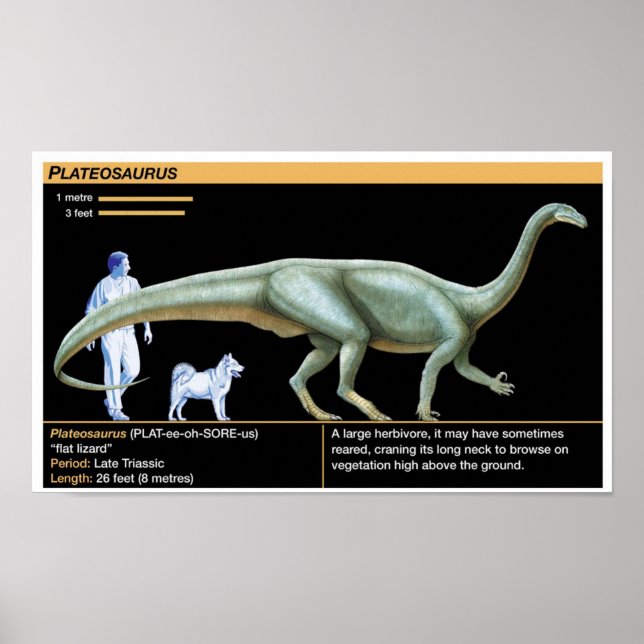 Plateosaurus - Biology Jurassic Poster (Framsidan)