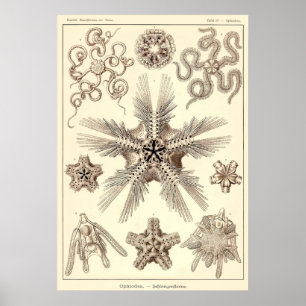 Plätera 10 Ophiodea Poster