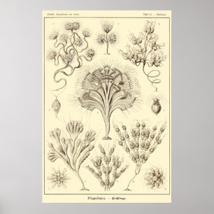Plätera 13 Flagellata Poster