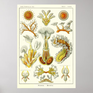 Plätera 23 Bryozoa Poster