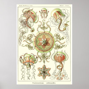 Plätera 26 Trachomedusae Poster