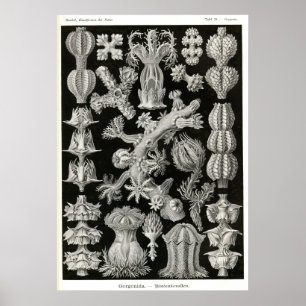 Plätera 39 Gorgonia Poster