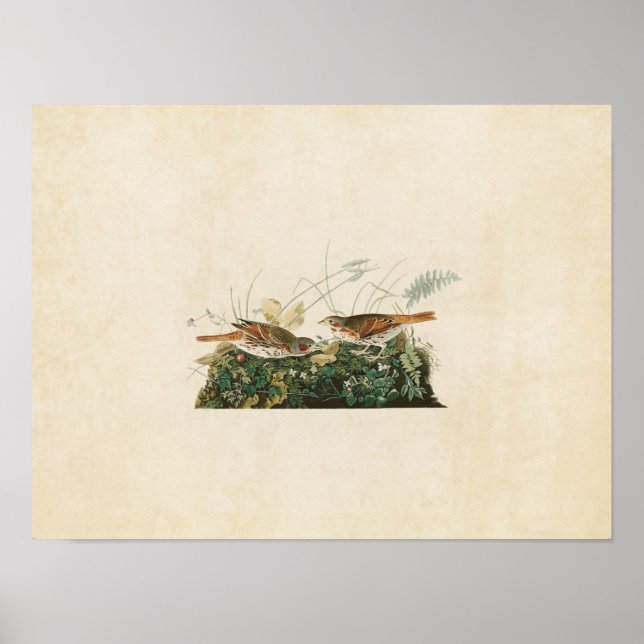 Plätera fåglar för 108% pipe% Räv-Färgade Sparrow Poster (Framsidan)