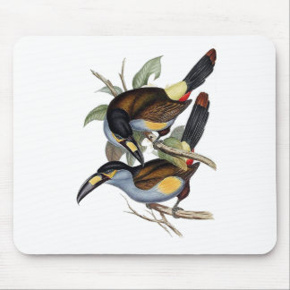 Plätera-fakturerat berg Toucan Musmatta