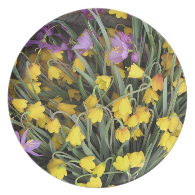 PLÄTERA TALLRIK (Framsidan)