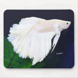 PlatinaBetta fisk Musmatta