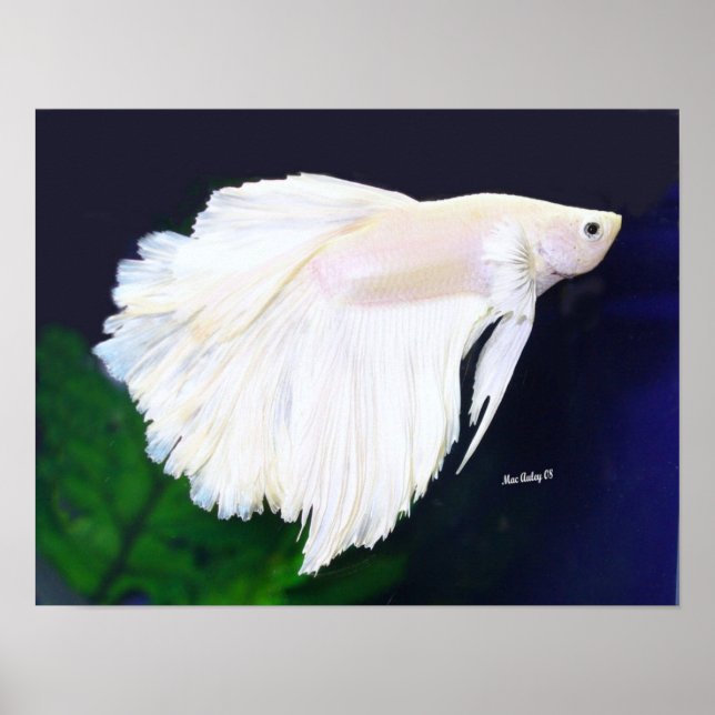 Platinum Betta-fisk poster (Framsidan)