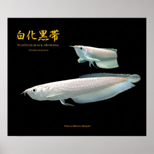 Platinum Black Arowana の ポ ス タ ー Poster