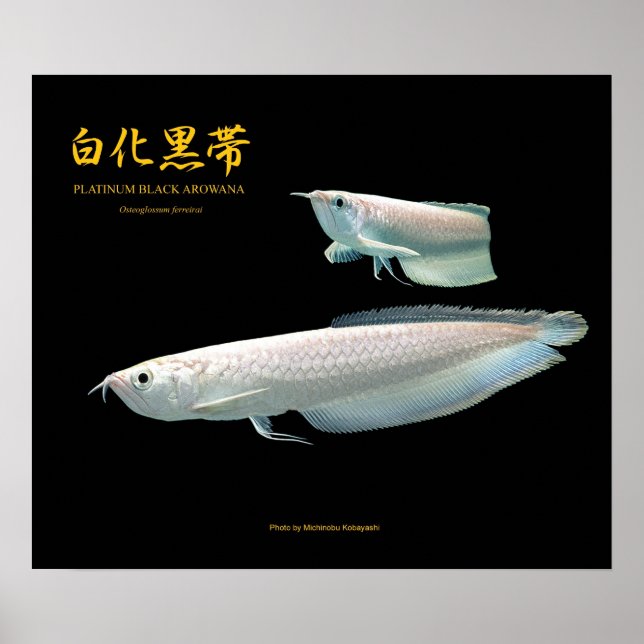 Platinum Black Arowana の ポ ス タ ー Poster (Framsidan)