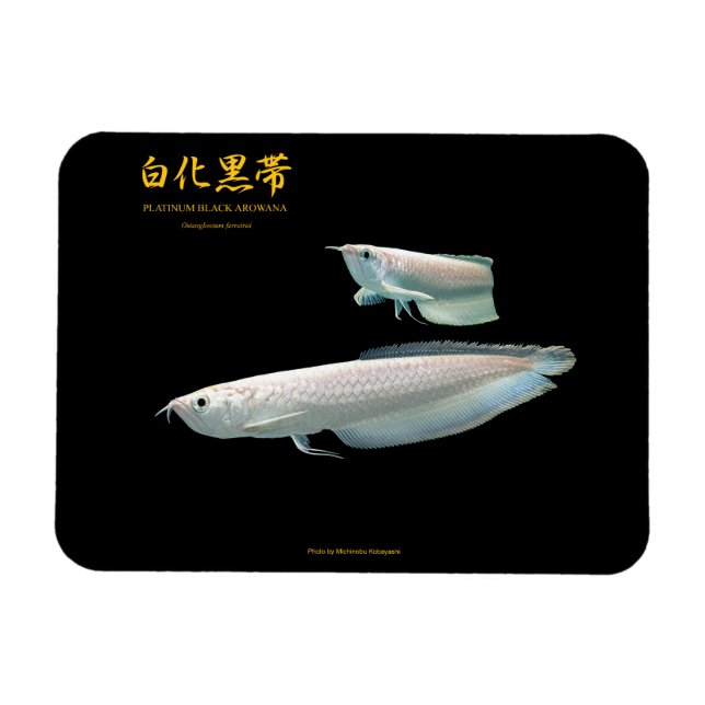 platinum Black Arowana Magnet (Horisontell)