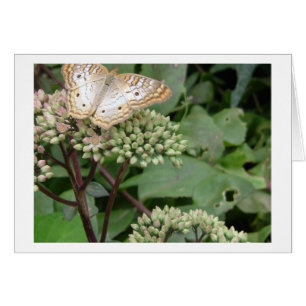 Platinum Monarach Butterfly Hälsningskort
