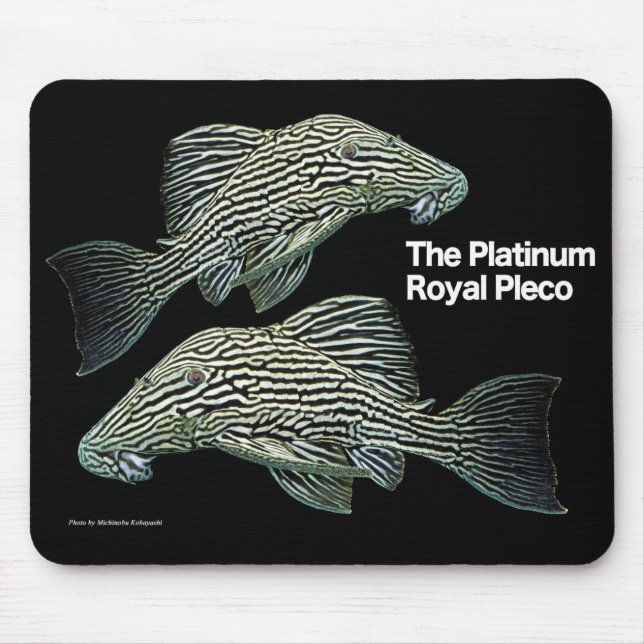 Platinum Royal Pleco Musmatta (Framsidan)