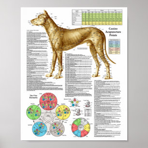 Platser för hund akupunktur Poster