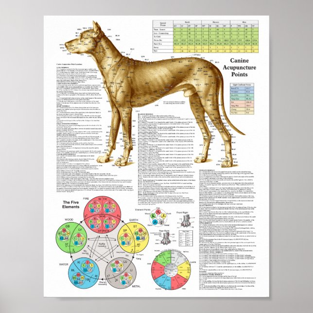 Platser för hund akupunktur Poster (Framsidan)