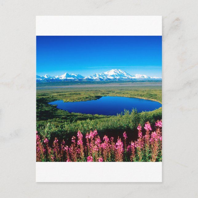 PlatsTundra Mount McKinley Denali Alaska Vykort (Framsida)