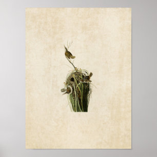 Platt 100 Marsh Wren Amerikanska fåglar Poster