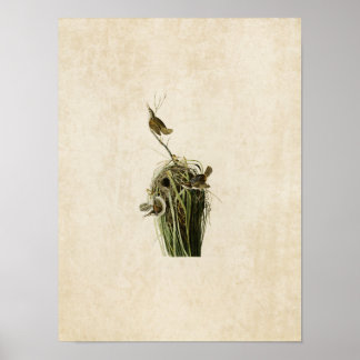 Platt 100 | Marsh Wren | Amerikanska fåglar Poster