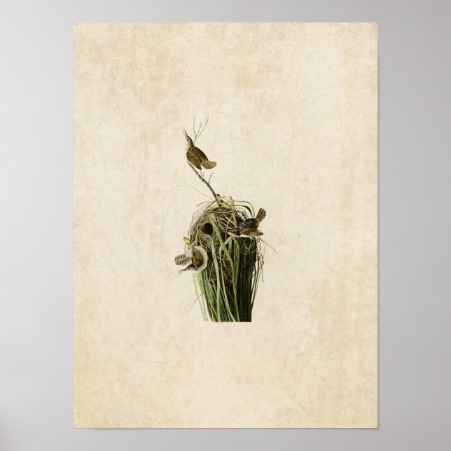 Platt 100 | Marsh Wren | Amerikanska fåglar Poster (Framsidan)