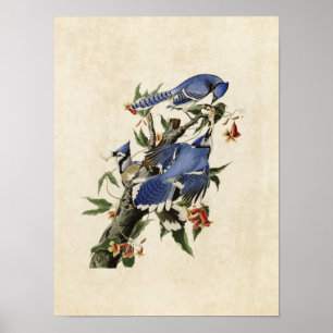 Platt 102 Blue Jay Amerikanska fåglar Poster
