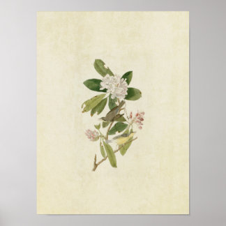 Platt 103 | Kanada Warbler | Amerikanska fåglar Poster