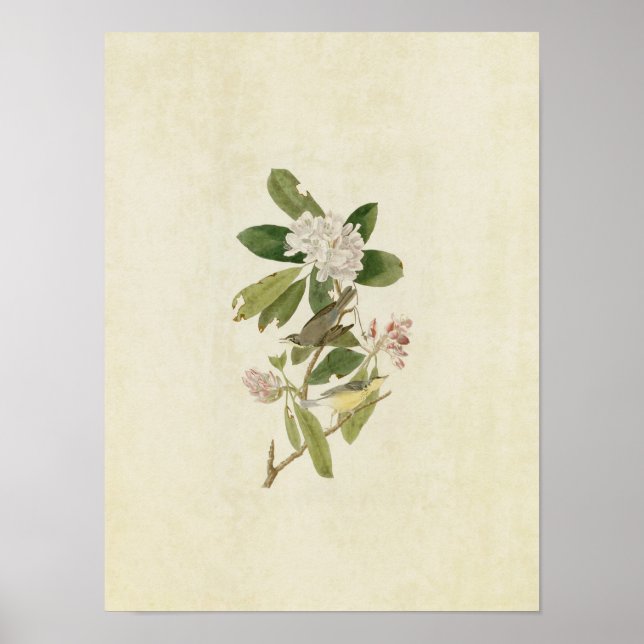 Platt 103 | Kanada Warbler | Amerikanska fåglar Poster (Framsidan)