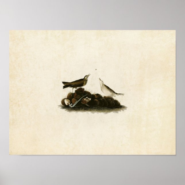 Platt 10 | Brown Titlark | Amerikanska fåglar Poster (Framsidan)