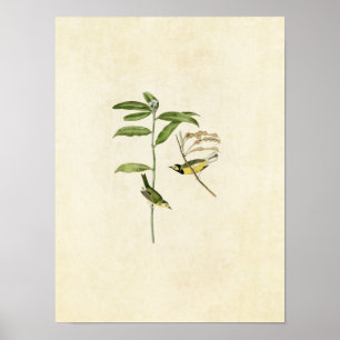 Platt 110 Hooded Warbler Amerikanska fåglar Poster