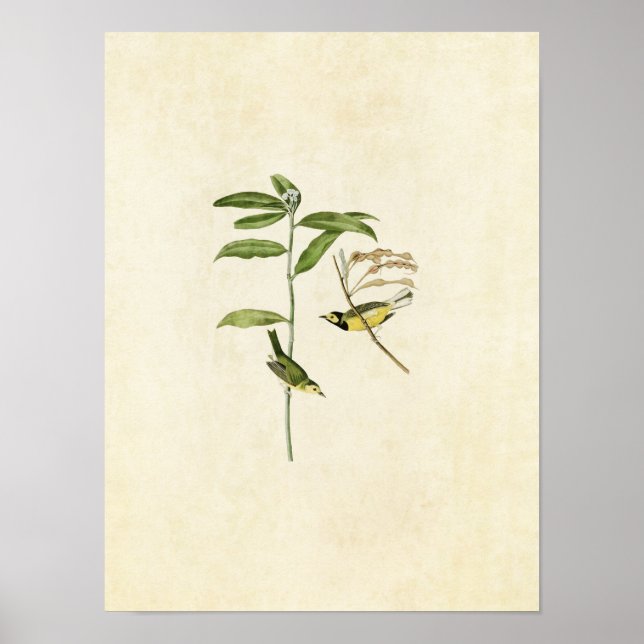 Platt 110 | Hooded Warbler | Amerikanska fåglar Poster (Framsidan)