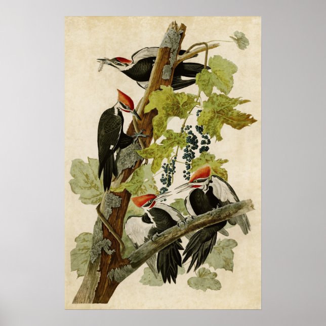 Platt 111 | Pileed Woodpecker | Amerikanska fåglar Poster (Framsidan)