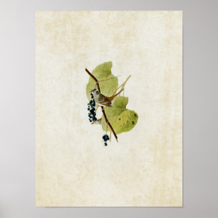 Platt 114 Vita Sparrow Poster