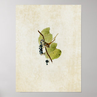 Platt 114 | Vita Sparrow Poster