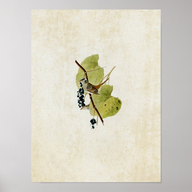 Platt 114 | Vita Sparrow Poster (Framsidan)