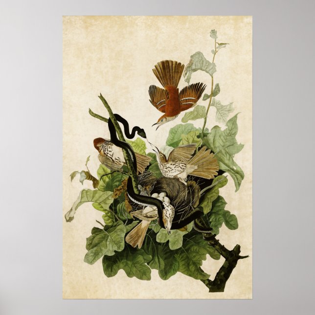 Platt 116 | Grovt russinus | Amerikanska fåglar Poster (Framsidan)
