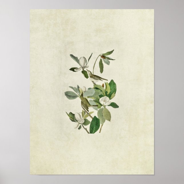 Platt 118 | Warbling Flycatcher | Amerikanska fågl Poster (Framsidan)