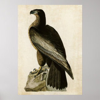 Platt 11 | Washingtons födelse | Amerikanska fågla Poster