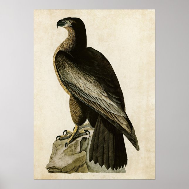 Platt 11 | Washingtons födelse | Amerikanska fågla Poster (Framsidan)