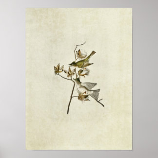 Platt 120 | Pewit Flycatcher | Amerikanska fåglar Poster