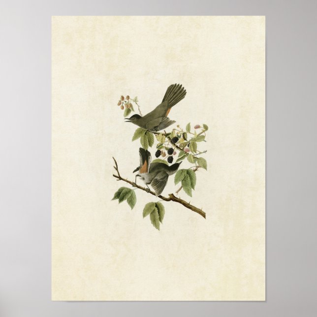 Platt 128 | Fångfåglar | Amerikanska fåglar Poster (Framsidan)