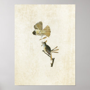 Platt 129 Underbar täckt Flycatcher Poster