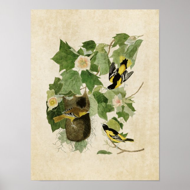 Platt 12 | Baltimore Oriole | Amerikanska fåglar Poster (Framsidan)